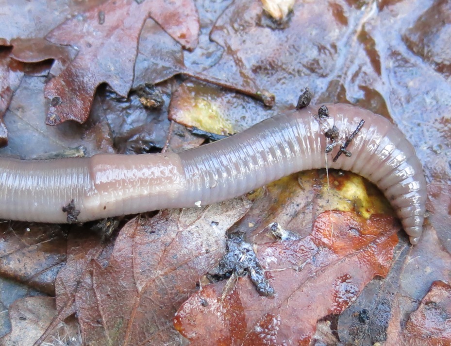 Lumbricus terrestris